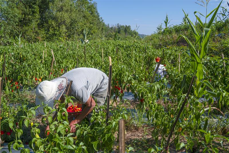 村民在工业辣椒种植基地里采摘辣椒 