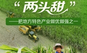 习近平总书记关切事丨一根甘蔗“两头甜”——把地方特色产业做优做强之一