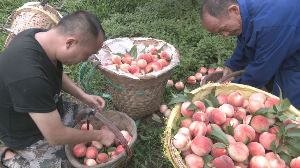 果农们忙着采摘分装（杨璐 摄）