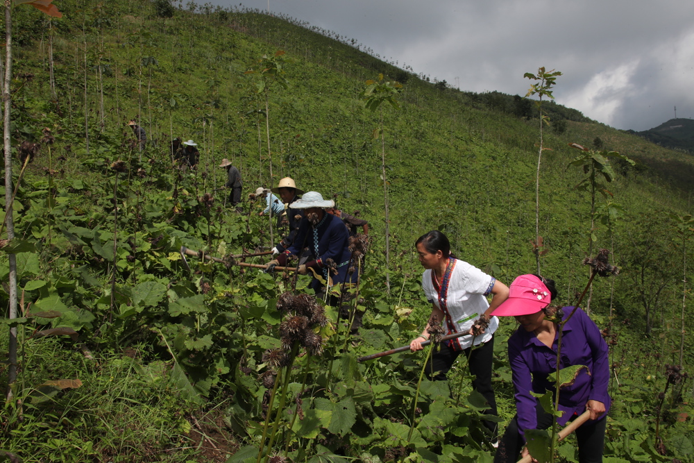 村民正在龙泉乡云木香基地劳作
