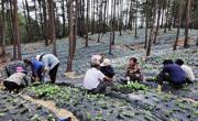 巴中平昌：“秦巴药库”焕新颜 小药材蹚出大健康新路径