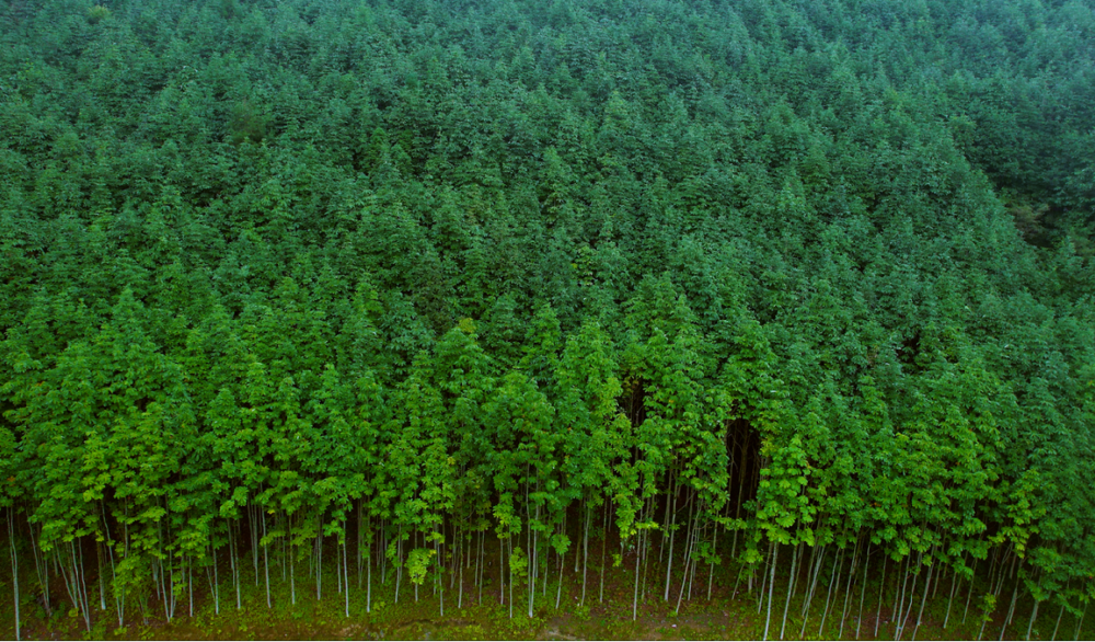 厚朴种植基地