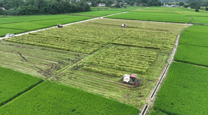 德阳罗江：机械化抢收水稻制种 颗粒归仓保障种业安全126