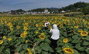 达州宣汉：6200亩油葵奏响村民“金色致富曲”
