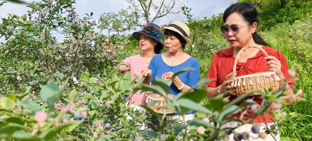 游客正在采摘、品尝蓝莓
