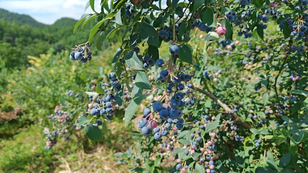 成熟的蓝莓挂满枝头