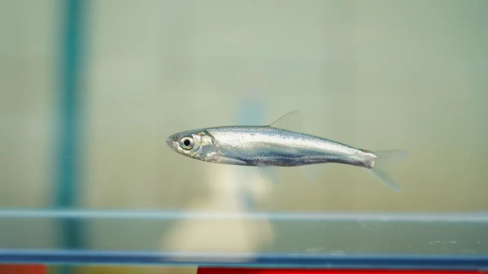 子一代西昌白鱼