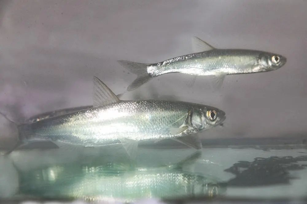 西昌白鱼（雅砻亚种）野生资源