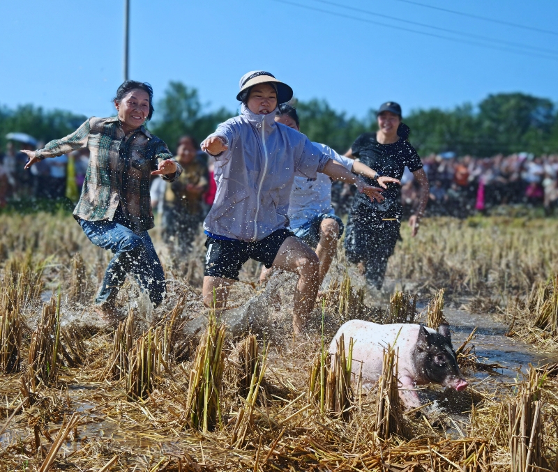 村民和游客在稻田里追逐小猪