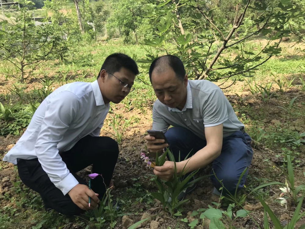 90后“新农人”杨文（左）与专家在地里查看中药材生长情况