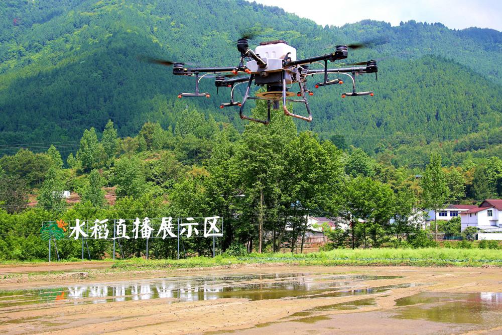 机播水稻   张平