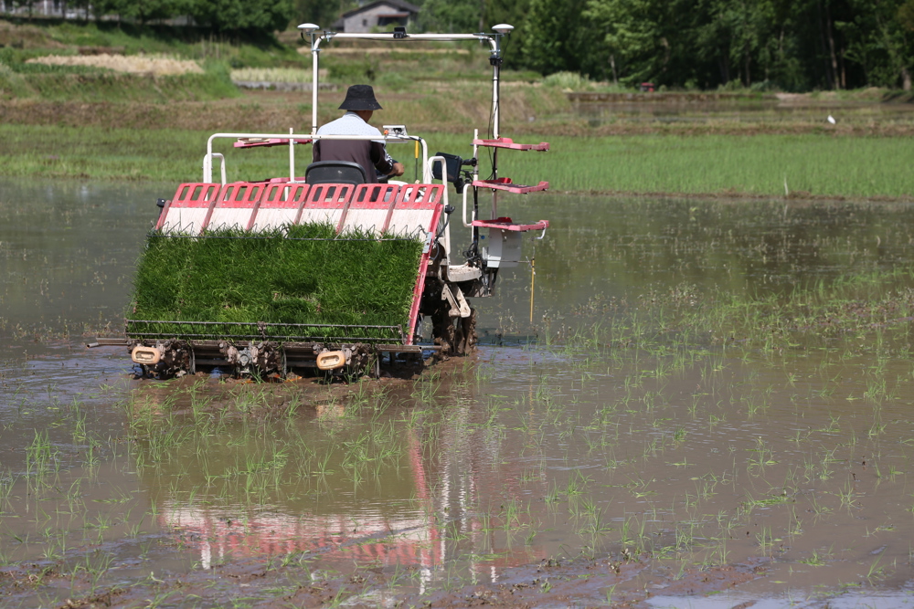 机插水稻 王小刚