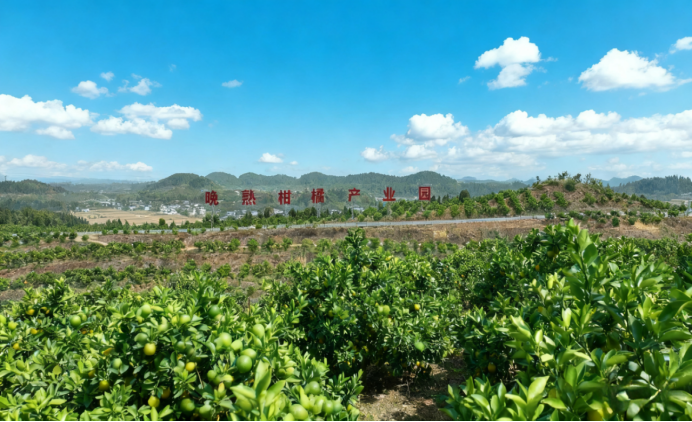 “小新柑”聚力出圈，绘就乡村振兴新画卷809