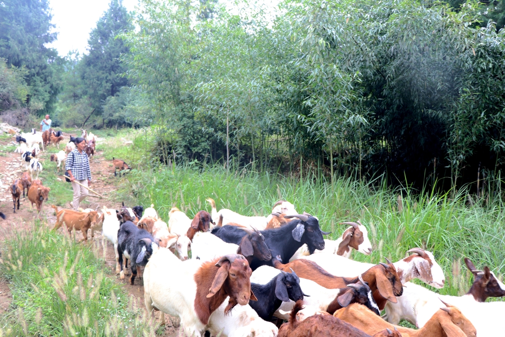 林下放羊（曹芮铭摄）