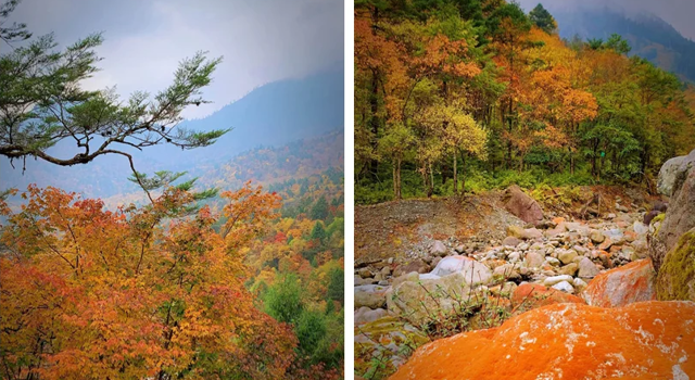 赏秋正当时！雅安喇叭河“半山彩林半山雪”