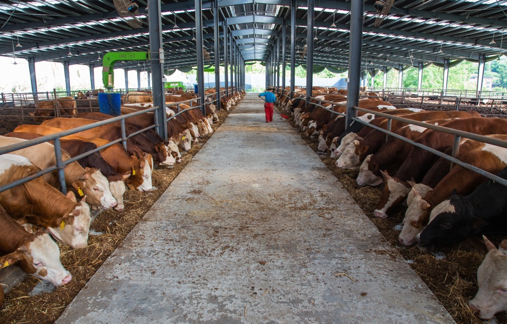 大成镇蜀宣花牛养殖场一角