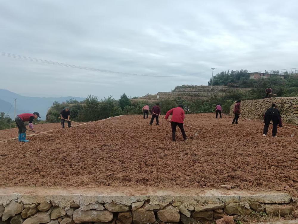 清溪镇白鹤村小麦播栽