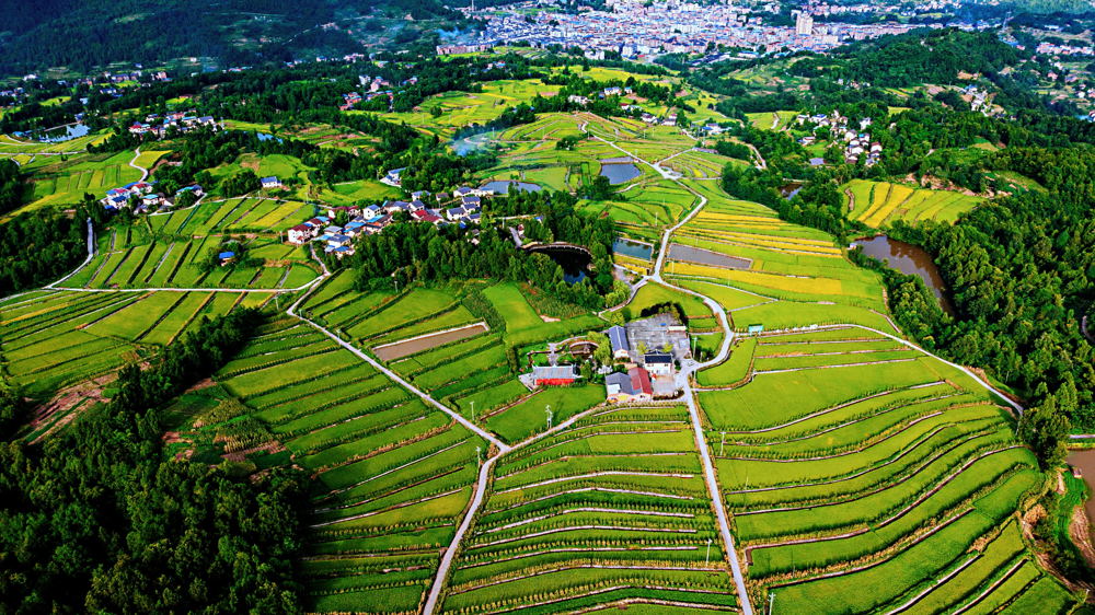 胡家镇鸭池村稻渔种养基地