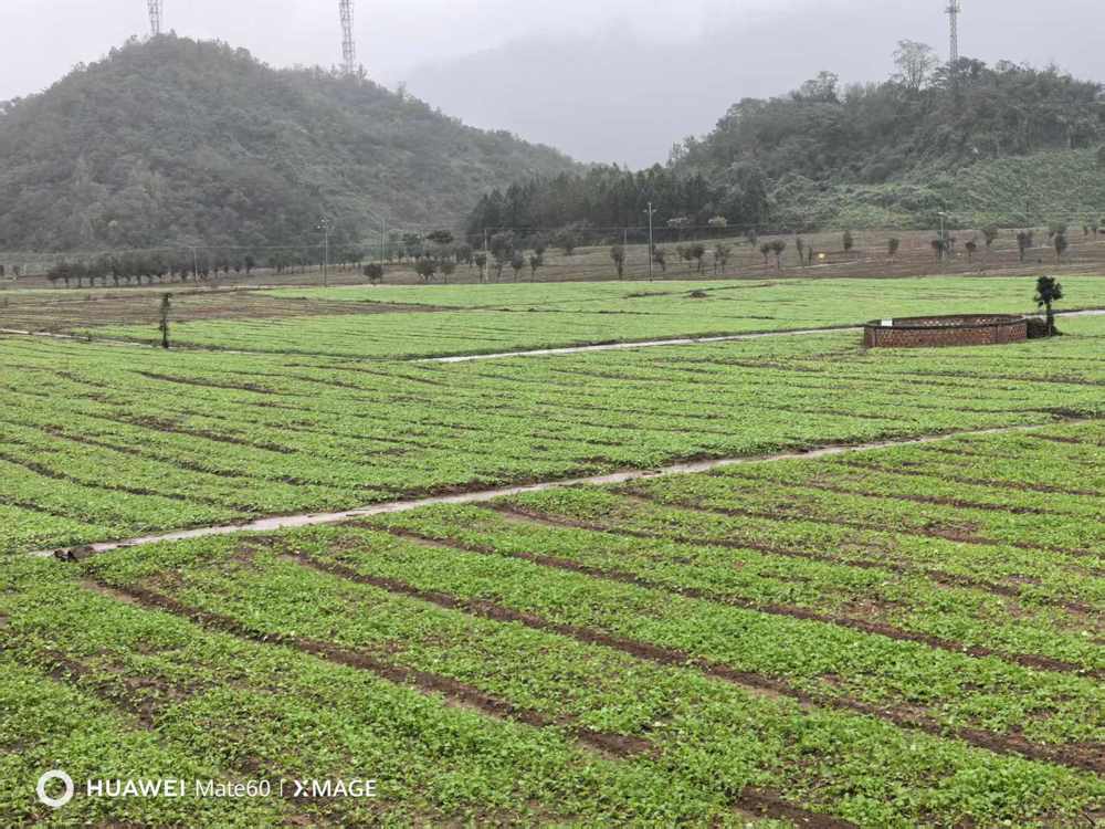 普光油菜集中育苗