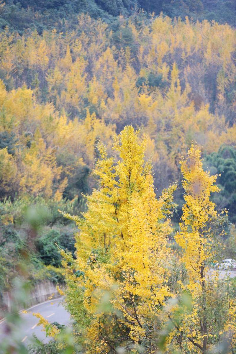 金色魅力&nbsp;丹棱宣传部供图