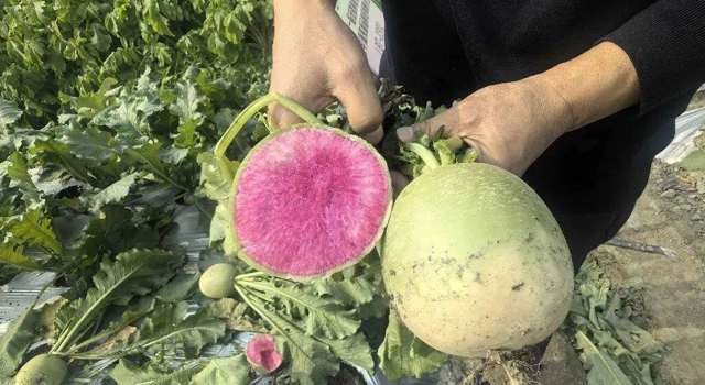 “甜梨”是萝卜，白菜像朵花 快来！这些都是你的菜！