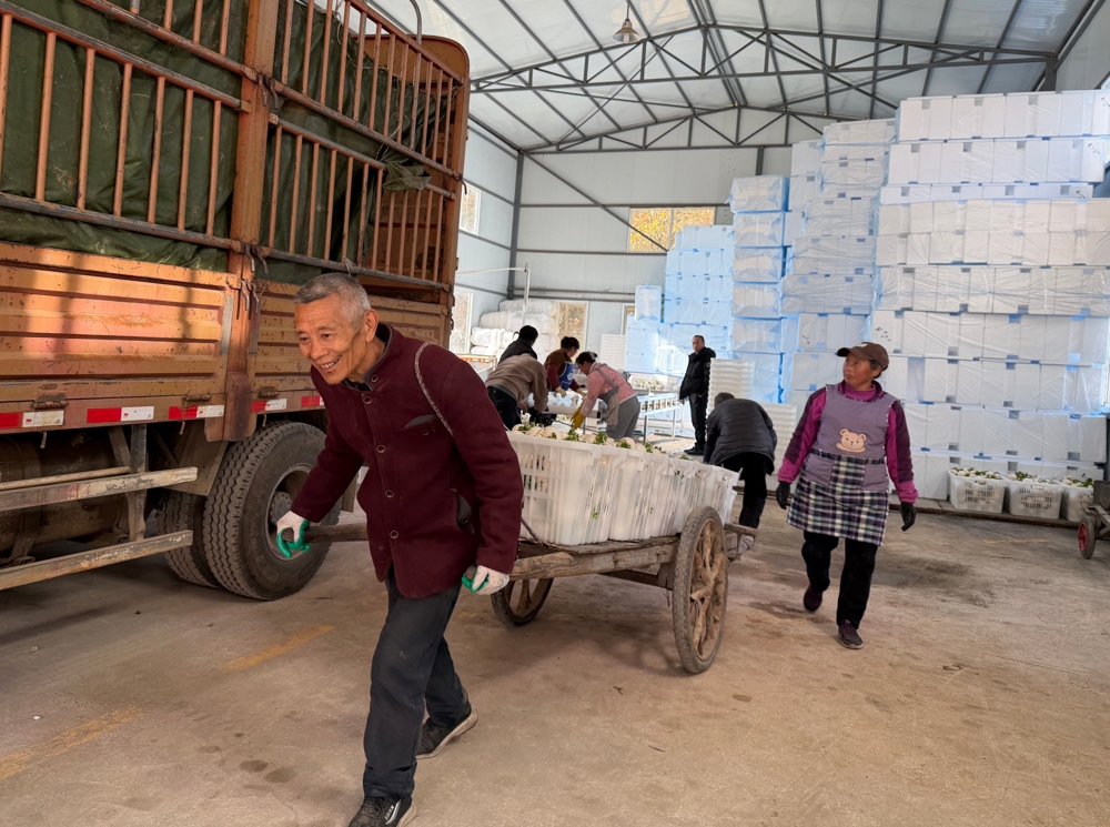 村民正在运送清洗好的圆白萝卜