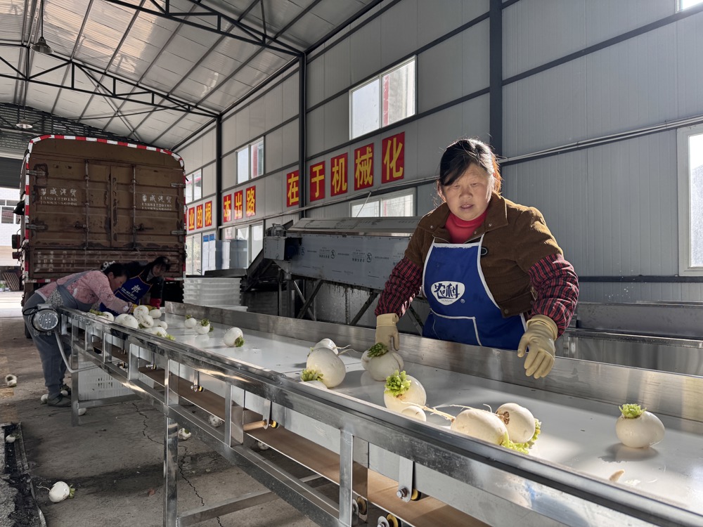 蔬菜清洗加工厂房内，村民有条不紊地进行着工作