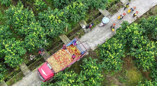 四川华蓥：“金果子”飘香助增收