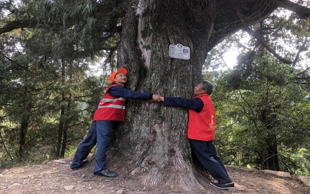 张玉富（左）每天都要抱一抱古柏