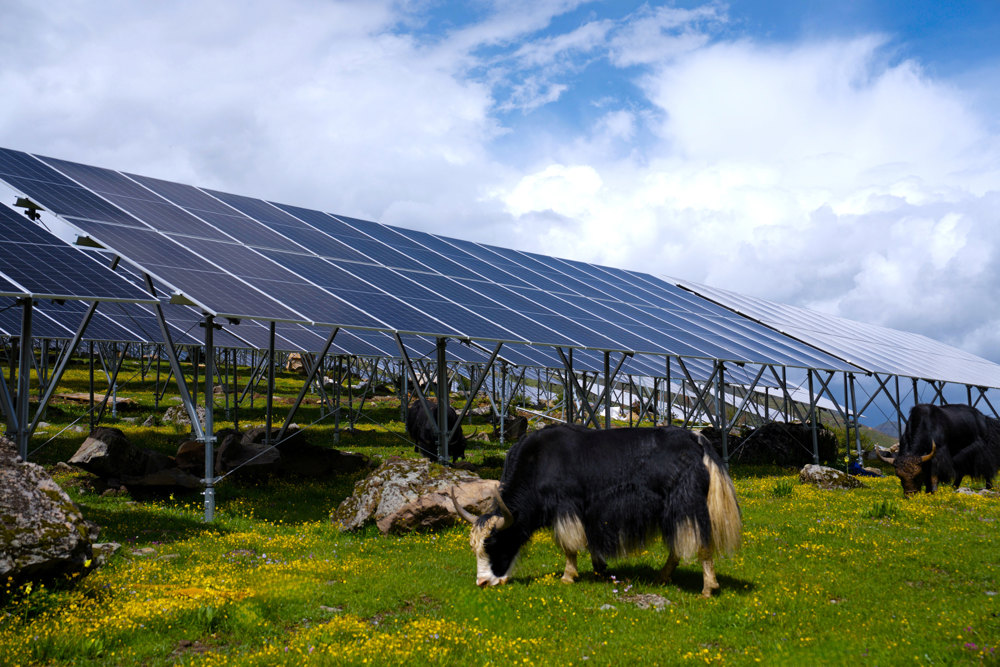 茶布朗光伏电站“牧光互补”
