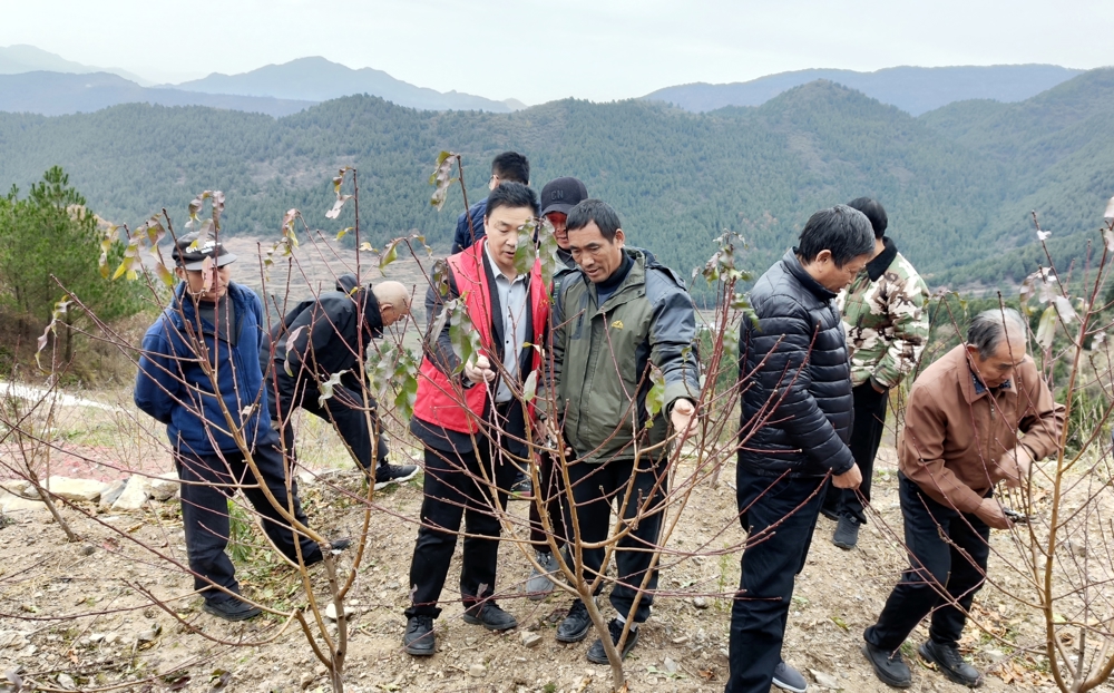 农技专家和农户一起进行冬桃管护