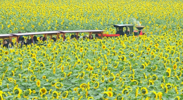 AI创意视频《梵高眼中的川西》获一等奖，这场影赛尽显“四川秋日美学”