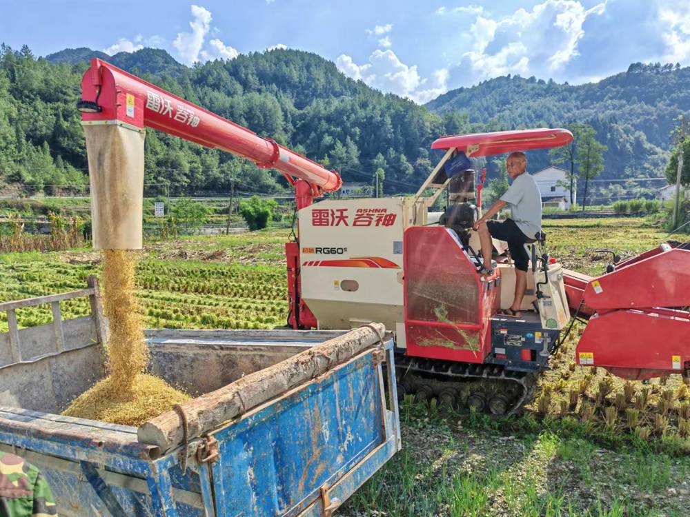 朝天区粮食喜获丰收