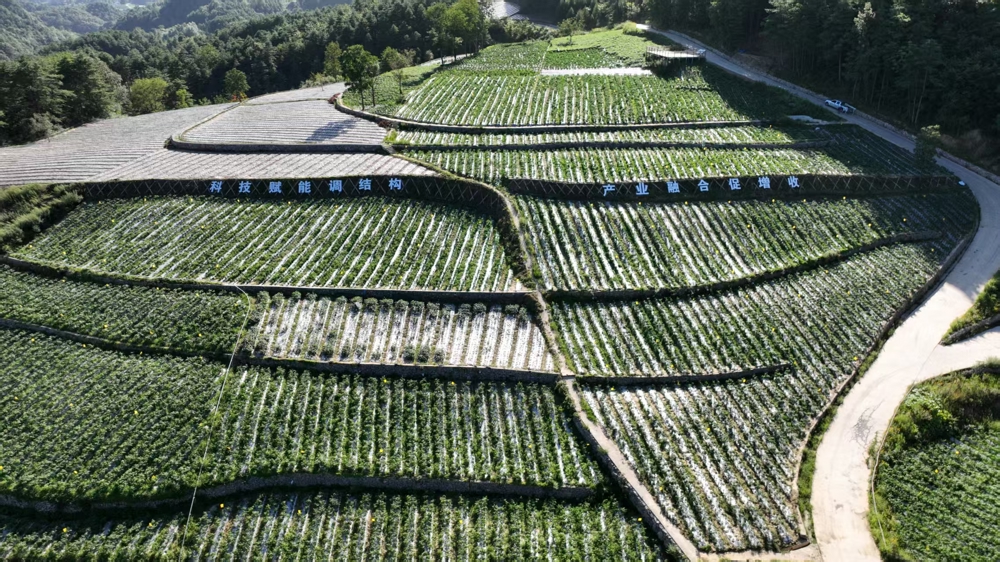 两河镇蔡家嘴蔬菜种植基地
