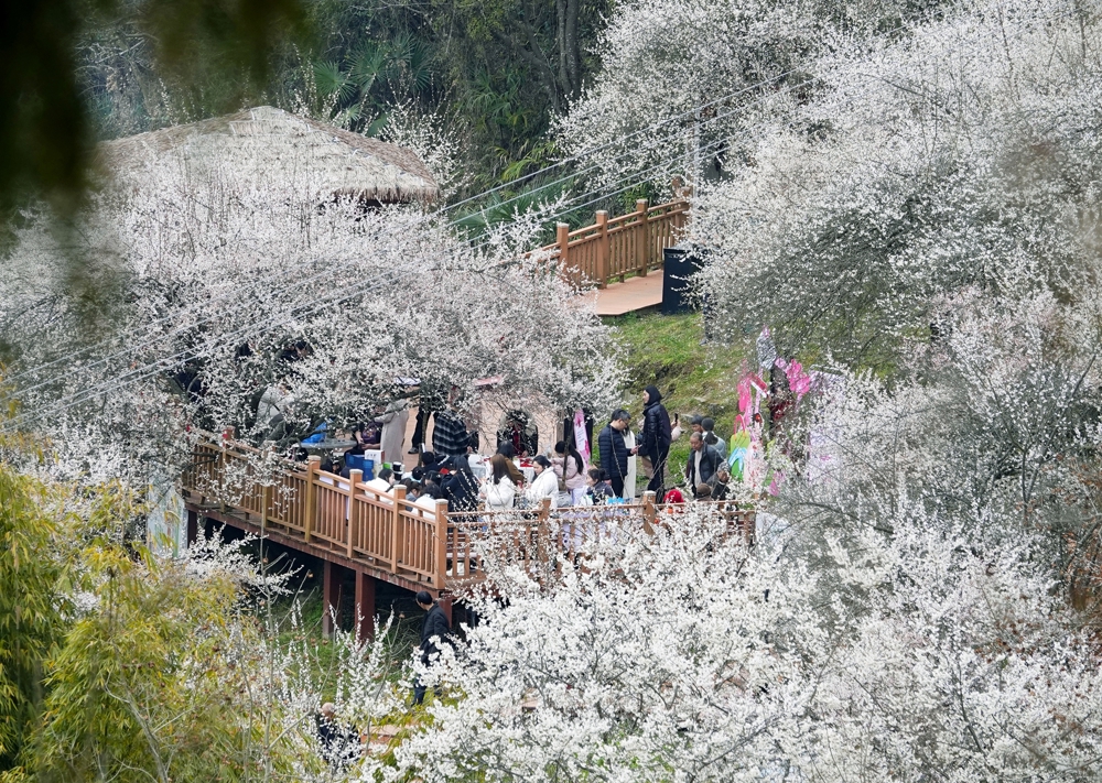 游客在平通印象梅林赏花游玩