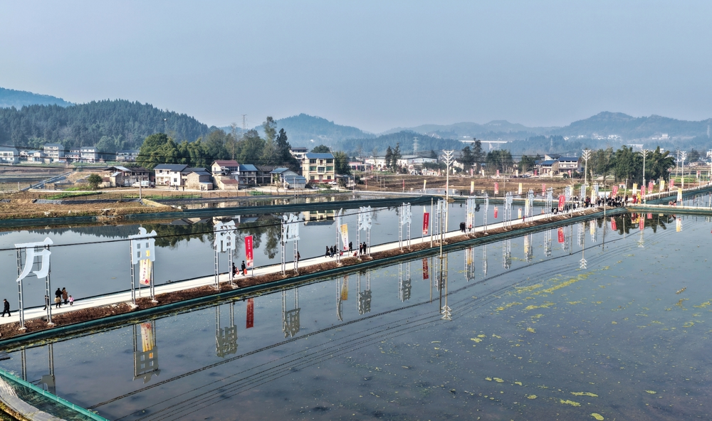 “渠县早虾”种养示范基地 &nbsp; 邹子洋 &nbsp;摄