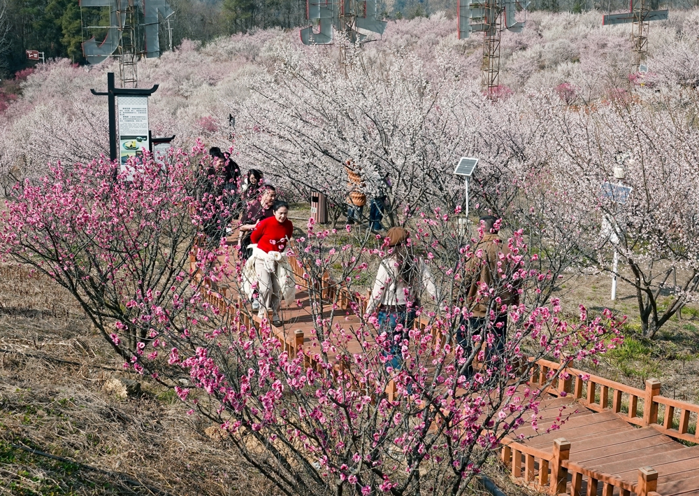 游客在平通印象梅林赏花游玩