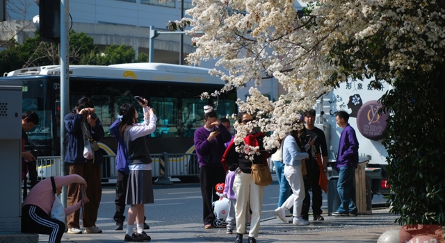 成都街头一棵樱花树火了 粉嫩花朵美翻街头