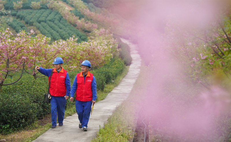 服务队队员对茶园用电设备进行巡查（胡晋 摄）