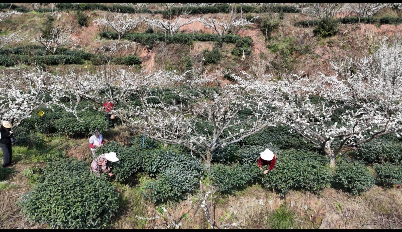 图为洪雅茶农采摘春茶