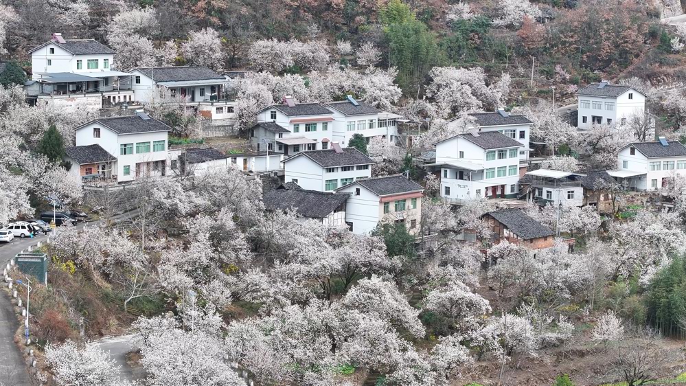 沙河镇樱桃花春日盛放
