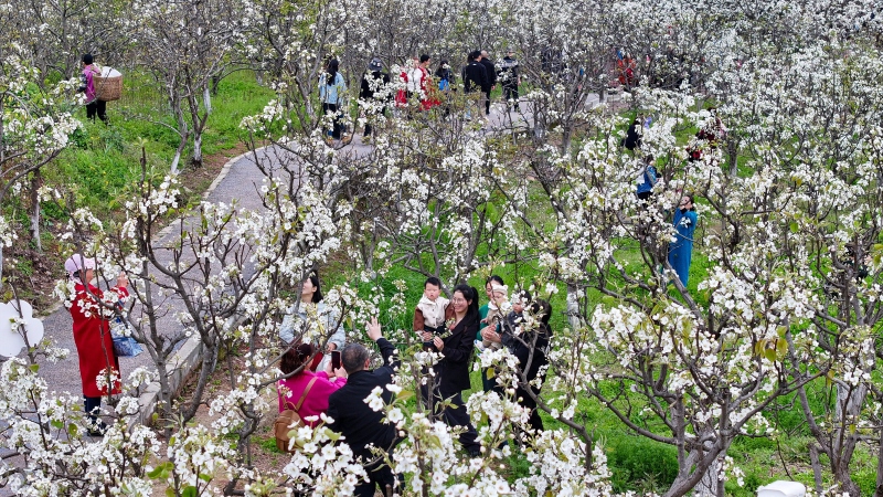 图为漫山遍野的梨花盛开&nbsp;潘帅摄