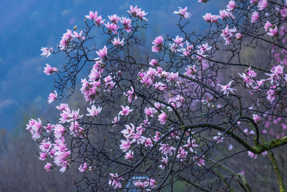 北川辛夷花次第盛开