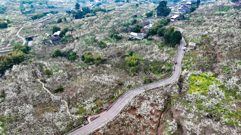 图为曹家镇梨雪漫天的场景&nbsp;潘帅摄