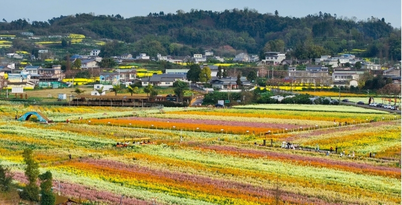 图为桔香稻田油菜花海(张艳军摄)