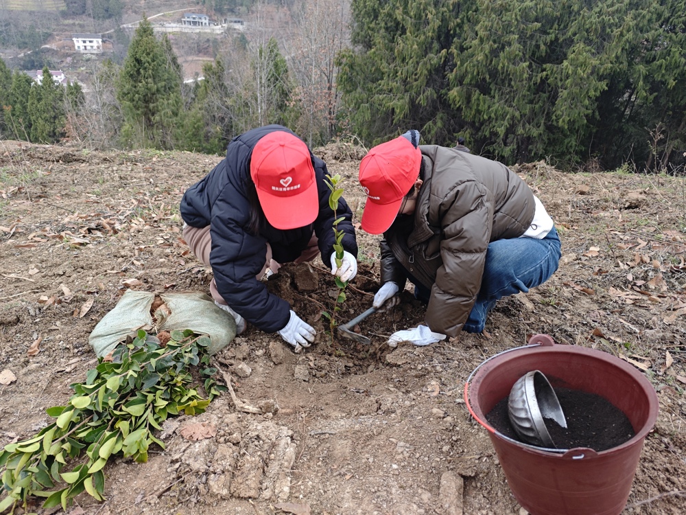 水磨沟镇党员干部栽植山油茶树苗