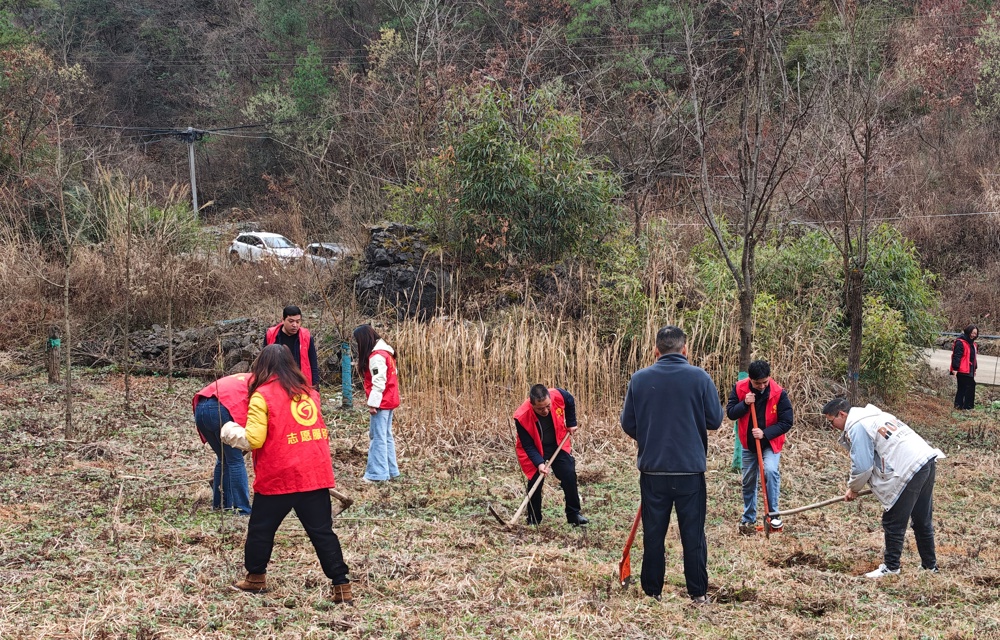 两河口镇镇干部栽植香椿