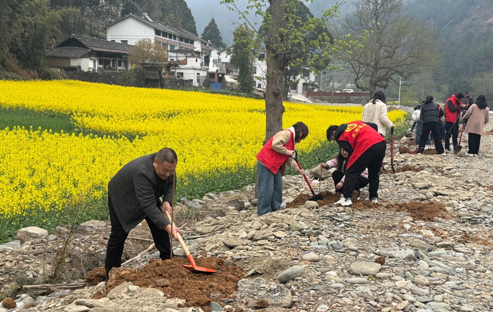 云雾山镇全体干部栽植桃树、李树