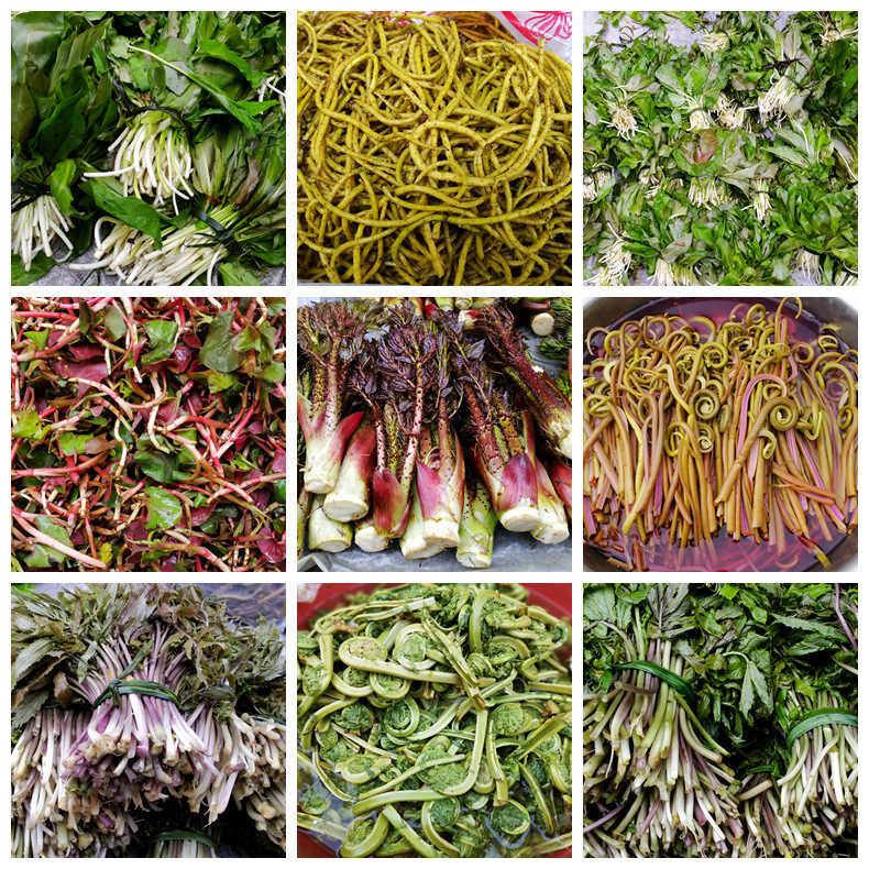 平武各种野菜上市