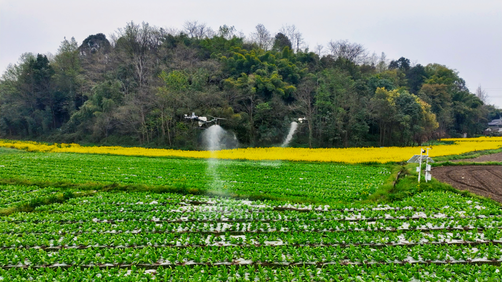 无人机飞防作业